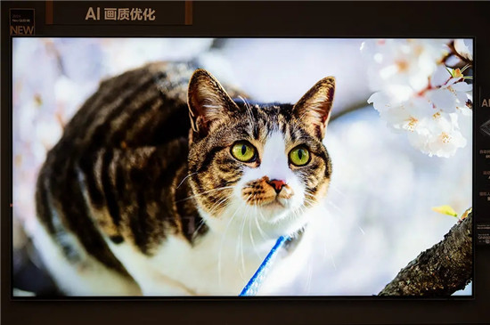 smallDSC_1417.webp.jpg